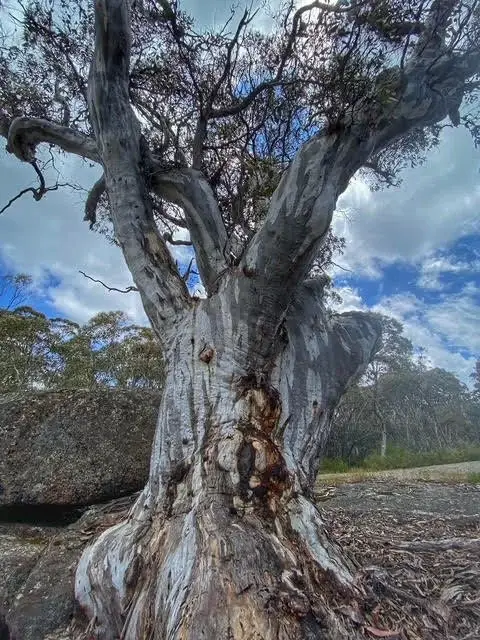 Large native Australian tree with textured trunk and branches under a cloudy sky in bushland setting