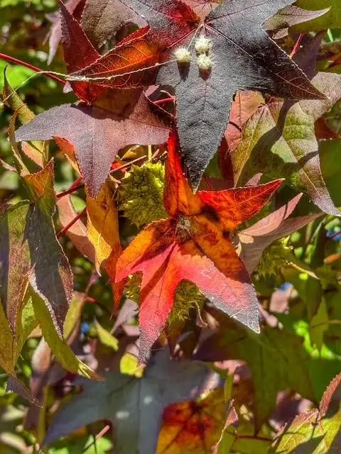Close-up of colourful autumn leaves on tree branch with red, orange and green foliage in sunlight